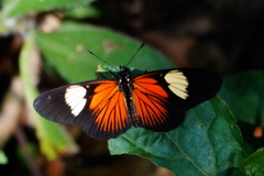 Castilia perilla