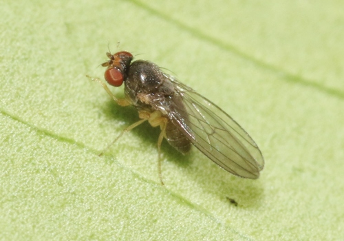 Drosophila neutralis observed 2022-10-06