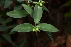 Wikstroemia