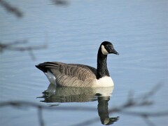 Branta canadensis