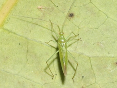 Nesiomiris hawaiiensis