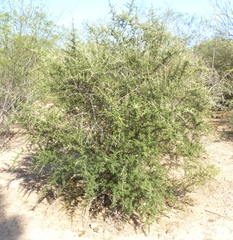 Atamisquea emarginata