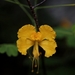 Caesalpinia pulcherrima flava - Photo (c) Gabriela Moreno, μερικά δικαιώματα διατηρούνται (CC BY-NC), uploaded by Gabriela Moreno