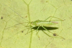 Nesiomiris hawaiiensis