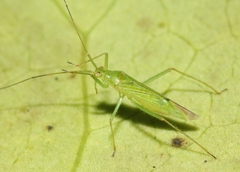 Nesiomiris hawaiiensis