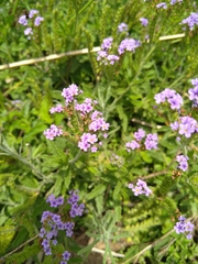 Heliotropium amplexicaule