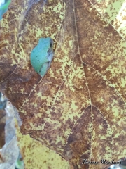 Hyla versicolor