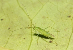 Nesiomiris hawaiiensis