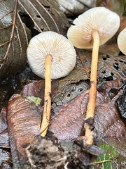 Gymnopus dryophilus