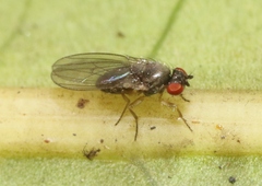 Ephydroidea