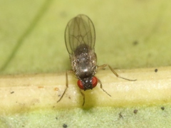 Ephydroidea