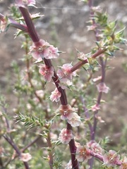 Salsola
