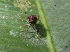 Pteracanthus smidtii
