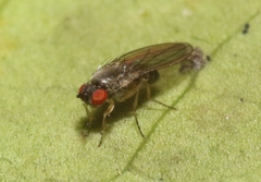 Ephydroidea