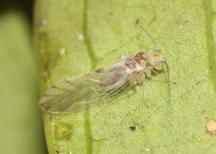 Elipsocidae