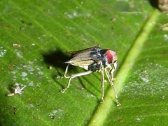 Pteracanthus smidtii