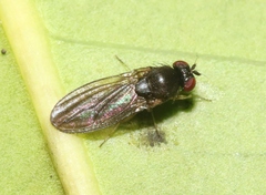 Ephydroidea