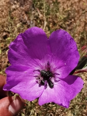 Clarkia tenella