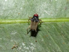 Pteracanthus smidtii