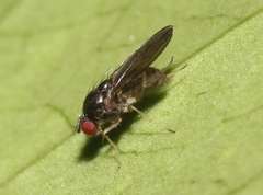 Ephydroidea