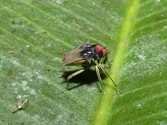 Pteracanthus smidti image