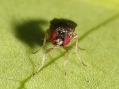 Ephydroidea