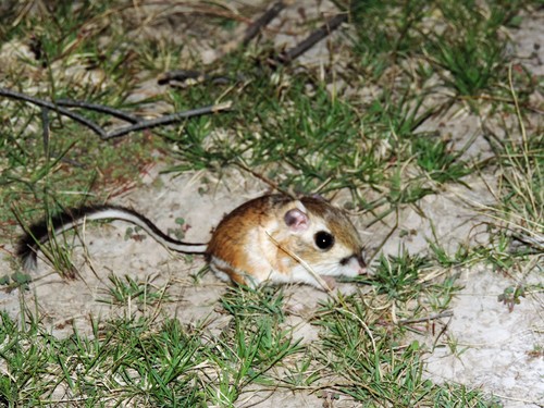 Ornate Kangaroo Rat