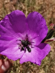 Clarkia tenella