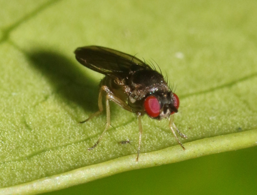 Drosophila nigritarsus