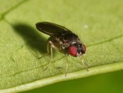 Ephydroidea