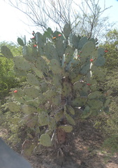 Opuntia quimilo