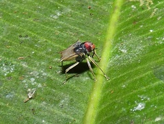 Pteracanthus smidtii