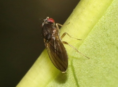 Ephydroidea