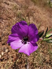 Clarkia tenella