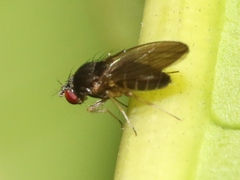 Ephydroidea