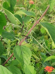 Synoeca septentrionalis