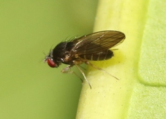Ephydroidea