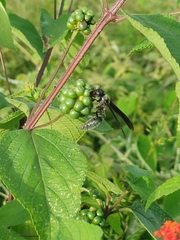 Synoeca septentrionalis