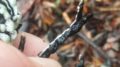 Hypogymnia enteromorpha