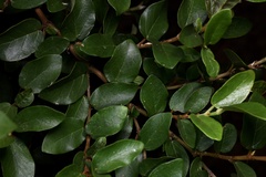 Ficus pumila