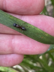 Camponotus innexus