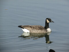 Branta canadensis