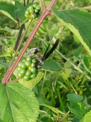 Synoeca septentrionalis