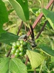 Synoeca septentrionalis