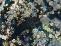 Cirripectes stigmaticus