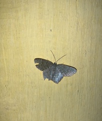 Chloropteryx opalaria