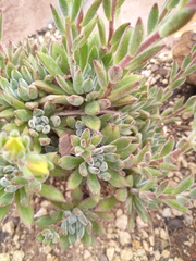 Echeveria setosa