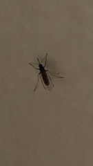 Culex quinquefasciatus