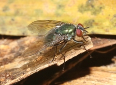 Dyscritomyia