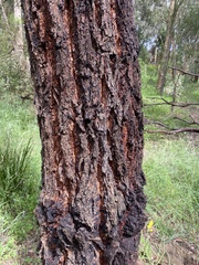 Eucalyptus sideroxylon